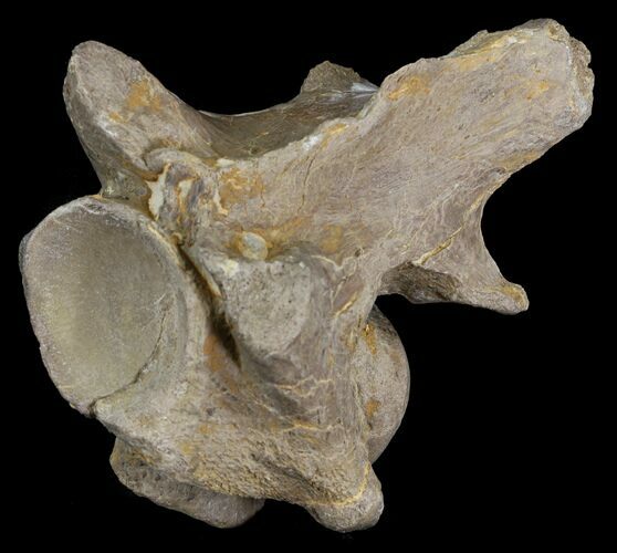 Mosasaur (Platecarpus) Dorsal Vertebrae - Kansas #31648